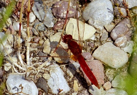 Männchen der Feuerlibelle