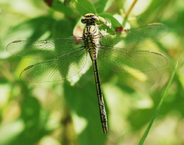 Weibchen der Westlichen Keiljungfer