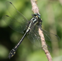 Männchen der Gemeinen Keiljungfer