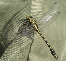Männchen der Kleinen Zangenlibelle