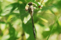 Weibchen der Westlichen Keiljungfer