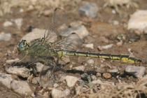 Männchen der Westlichen Keiljungfer