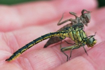 Schlupfunfall bei Westlicher Keiljungfer