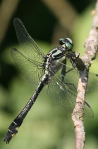 Junges Männchen der Gemeinen Keiljungfer