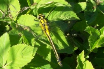 Ausgefärbtes Männchen der Gemeinen Keiljungfer