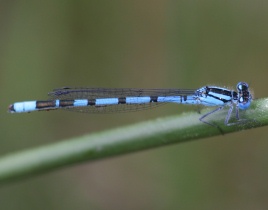 Männchen der Becher-Azurjungfer