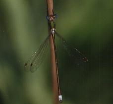 Männchen der Kleinen Binsenjungfer