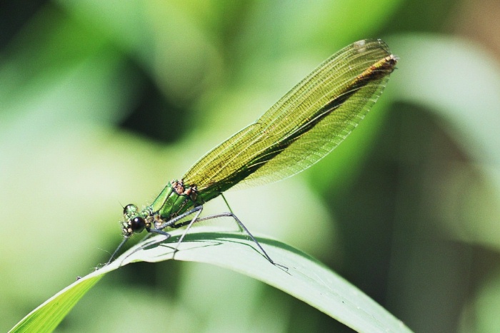 Weibchen der Gebanderten Prachtlibelle