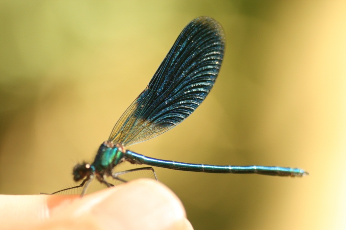 Mannchen der Gebanderten Prachtlibelle mit grossem Flugelfleck