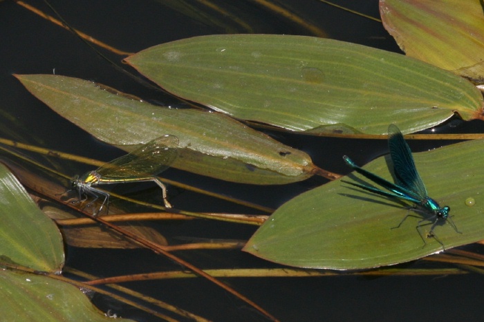 Eiablage der Gebanderten Prachtlibelle