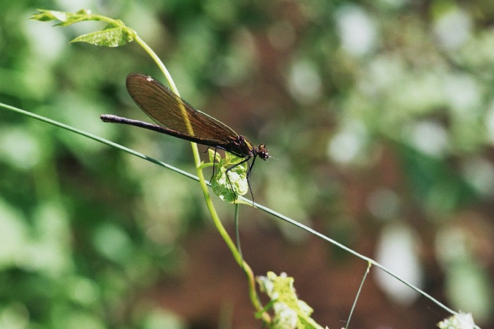 Weibchen der Blauflugel-Prachtlibelle