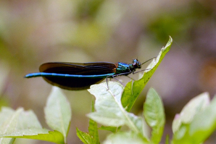 Mannchen der Blauflugel-Prachtlibelle mit besonderer Flugelhaltung