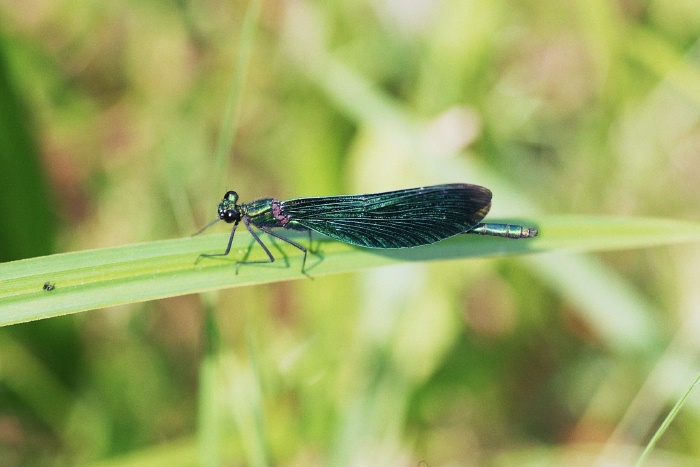 Mannchen der Blauflugel-Prachtlibelle