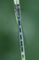 Weibchen der Fledermaus-Azurjungfer