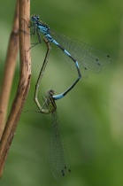 Paarungsrad der Fledermaus-Azurjungfer