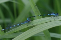 Tandem der Fledermaus-Azurjungfer