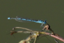 Männchen der Pokaljungfer in Wartehaltung
