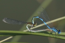 Paarungsrad der Pokaljungfer