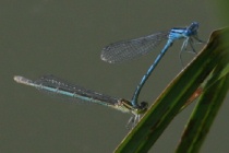 Tandem der Pokaljungfer
