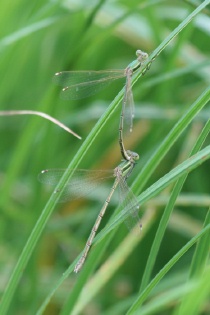 Tandem der Südlichen Binsenjungfer