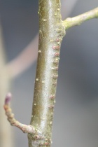 Frische Eilogen der Gemeinen Weidenjungfer