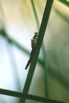 Exuvie der Gemeinen Weidenjungfer