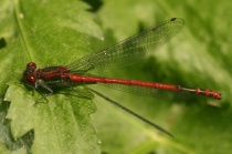 Männchen der Frühen Adonislibelle