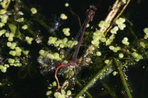 Eiablage der Frühen Adonislibelle