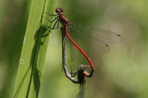 Paarungsrad der Frühen Adonislibelle