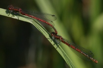 Tandem der Frühen Adonislibelle