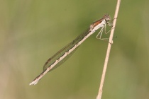 Junges Weibchen der Gemeinen Winterlibelle