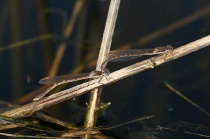 Eiablage der Gemeinen Winterlibelle